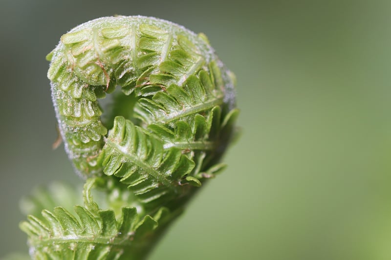 Pruning Tips